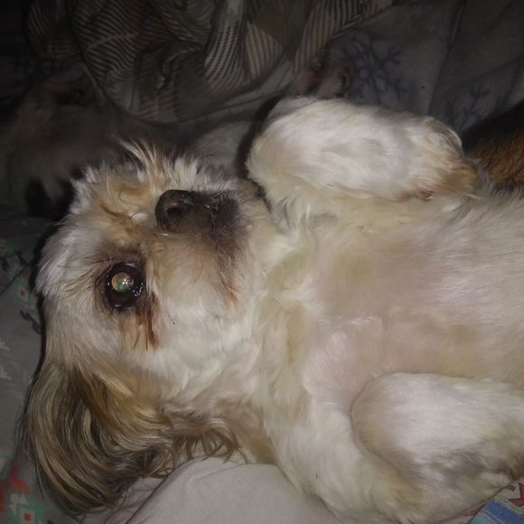 Meet your Posher, Joseph - Picture 1 of 1